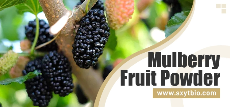 Factory Mulberry Fruit Extract Wholesales Food Coloring Mulberry Juice Powder